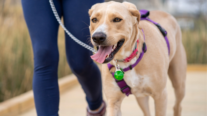 Tuig of halsband: wat past beter bij jouw hond?