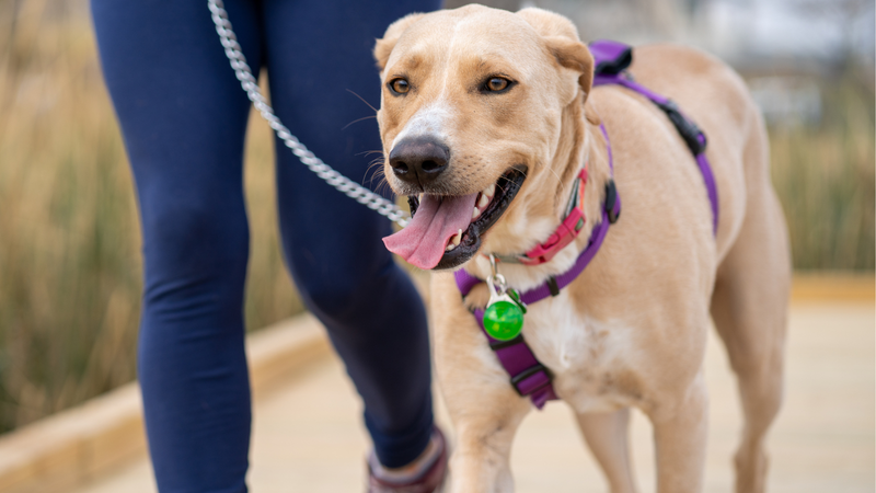Tuig of halsband: wat past beter bij jouw hond?