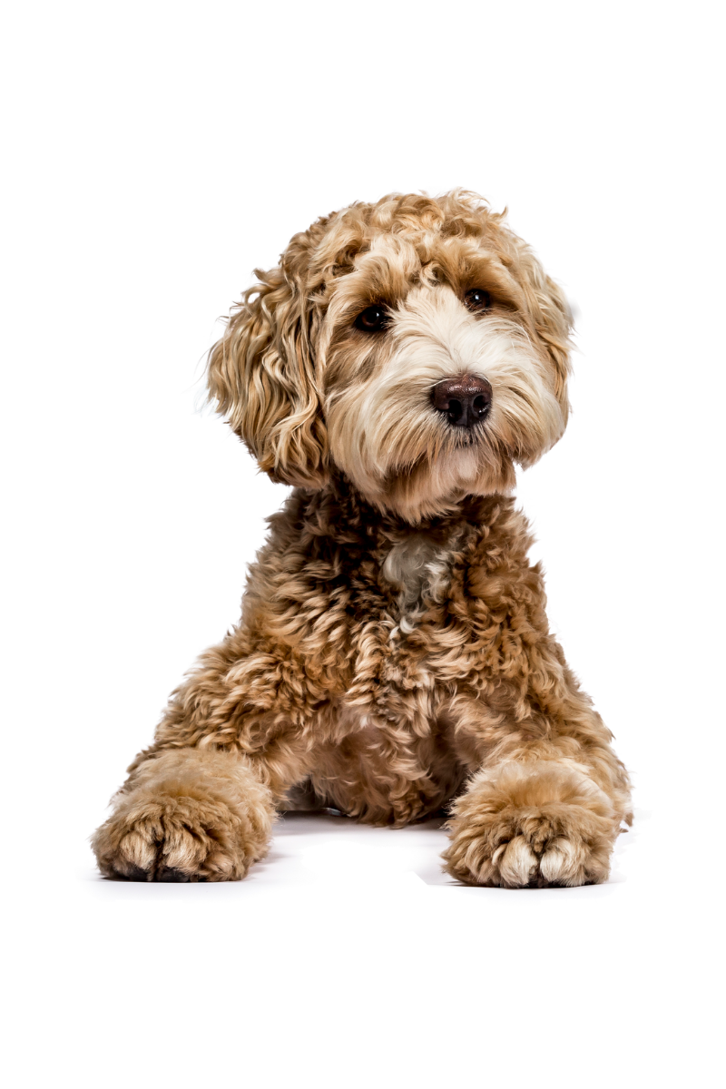 Goldendoodle met krullende vacht