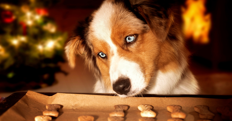 Huisdiervriendelijke kerstkoekjes voor je hond of kat