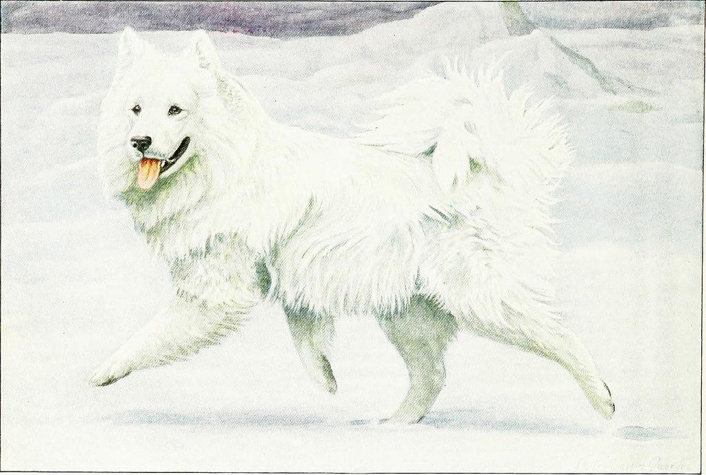 Oude foto van Samoyeed honden in Siberië