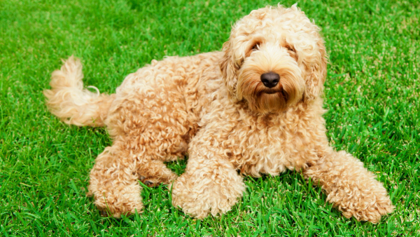 Crèmekleurige Labradoodle in het gras