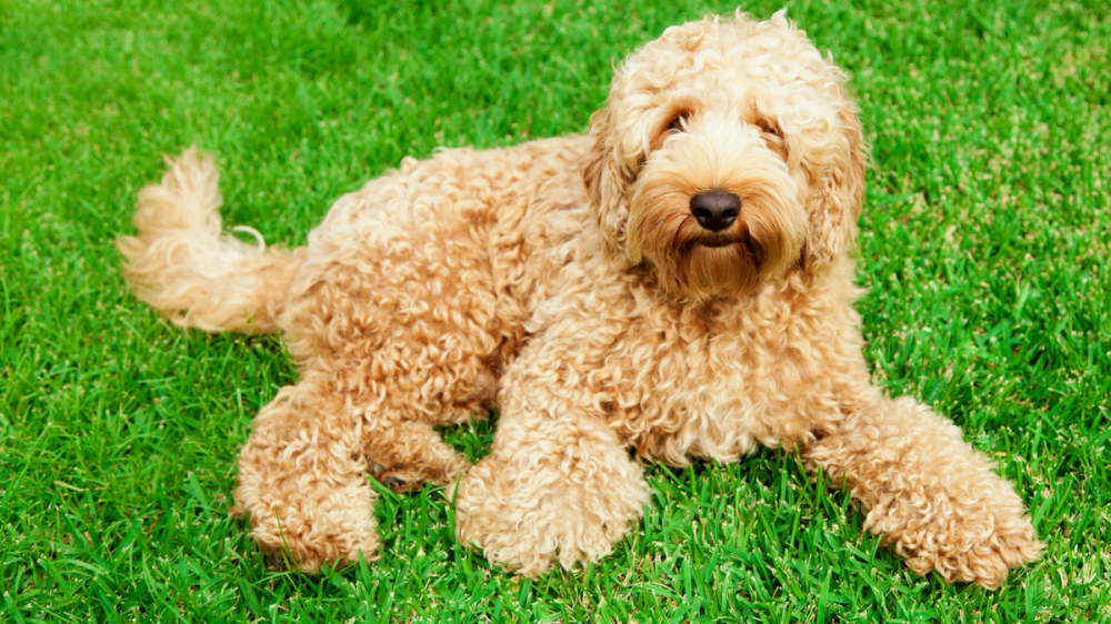 Crèmekleurige Labradoodle in het gras