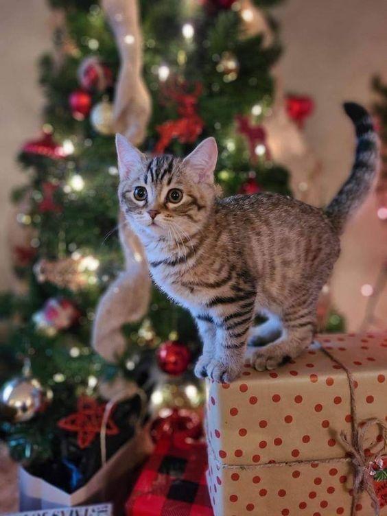 5 besondere Weihnachtsgeschenke für die Katze, die alles hat