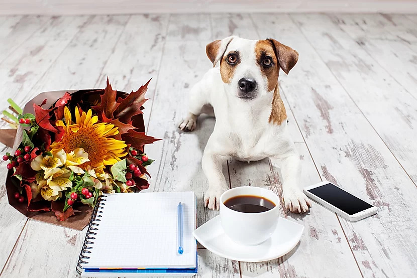 Hond thuis tijdens werkdag