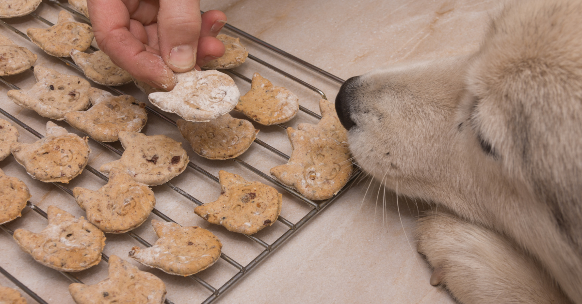 huisdiervriendelijke kerstkoekjes bakken