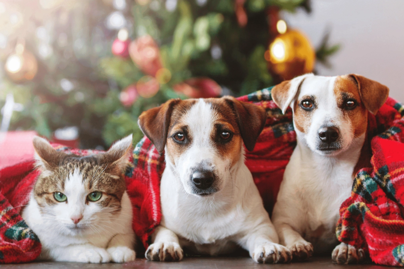 7 magische tips om de kerstdagen met jouw hond of kat onvergetelijk te maken!