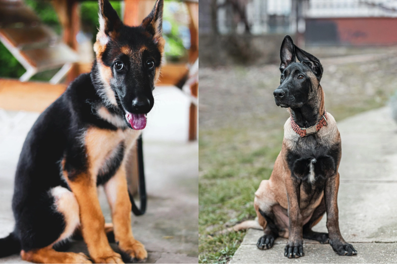 Vergleich: Belgischer Malinois vs. Deutscher Schäferhund