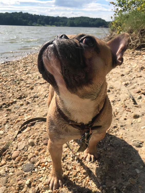 Bulldog gevoelig voor hitte