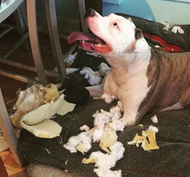 Pitbull met gescheurd papier