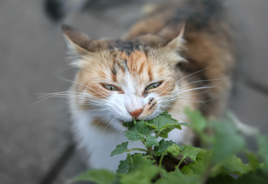 Kat eet voorzichtig wat kattenkruid