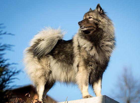 Die Vielfalt der Spitz-Familie: Von Großspitz bis Volpino Italiano