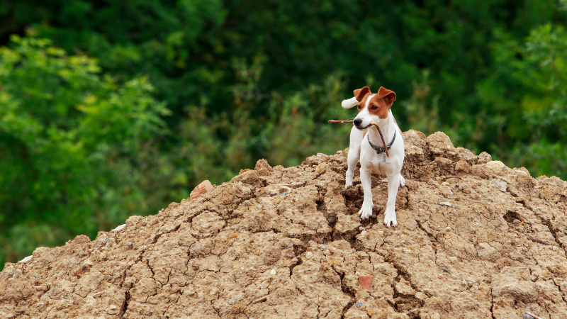 Jack Russell Terrier beim Klettern – Der agile Kletterkünstler.