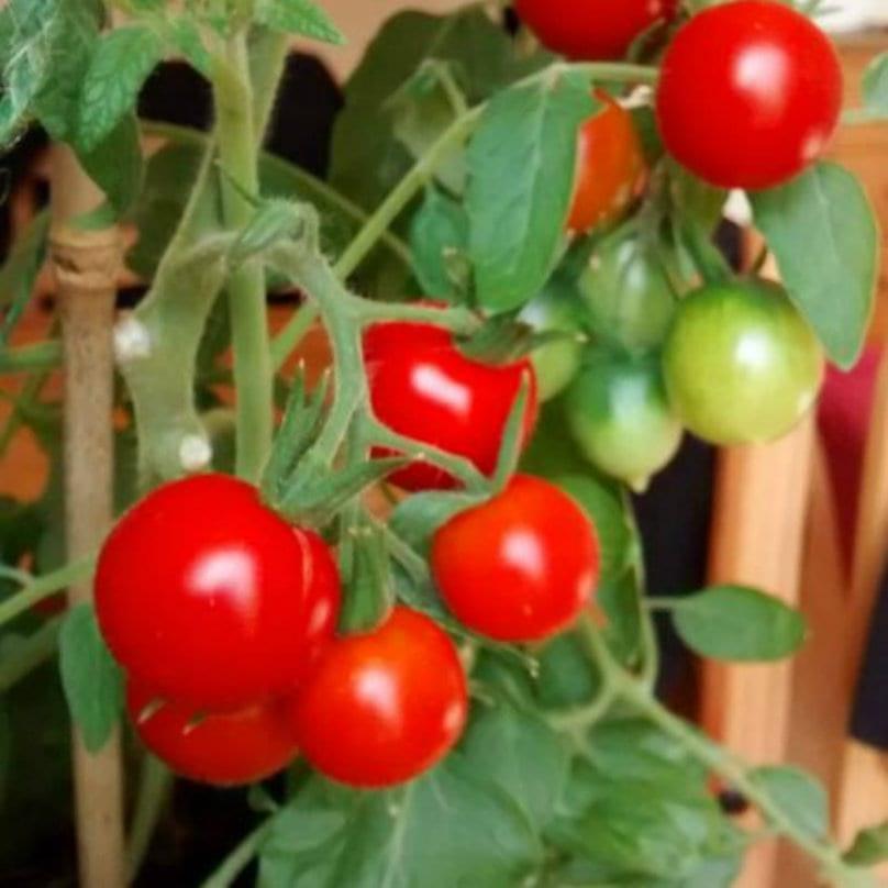 tomatenplant met groene delen