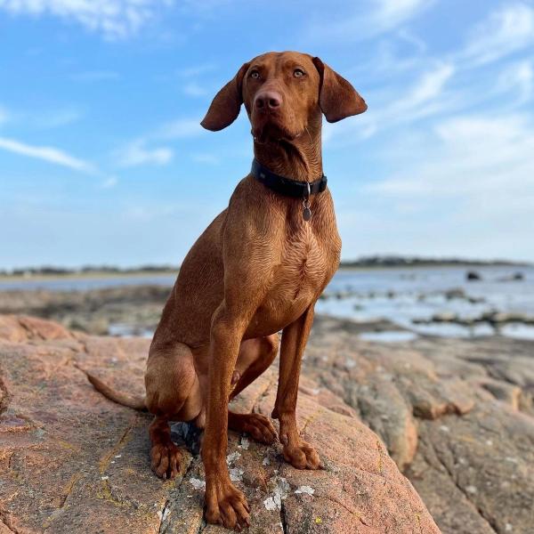Gijs uit de Petbnb-community: kortharige vizsla op rotsen