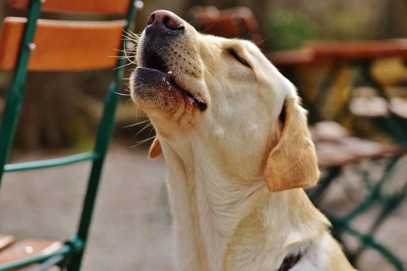 Waarom huilt jouw hond mee met een sirene?