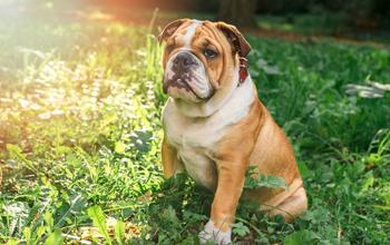 Engelse Bulldog