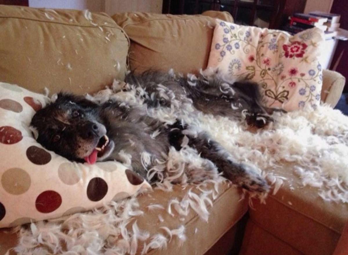 Hond in veren