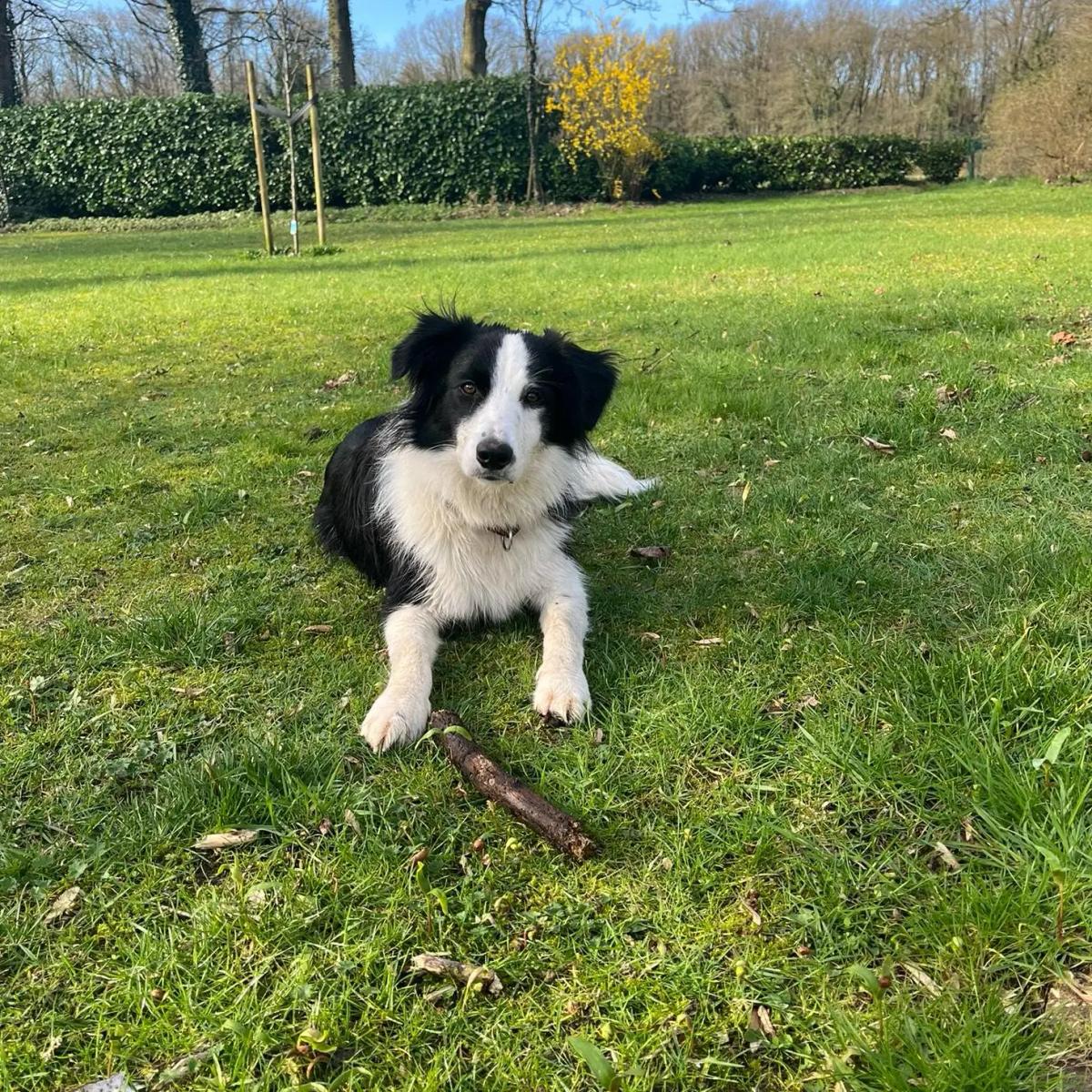 Border Collie Luna, Hund der Halterin Wilke, beim Rückruf-Training - Border Collies sind für ihre exzellente Gehorsamkeit und Lernfähigkeit bekannt.