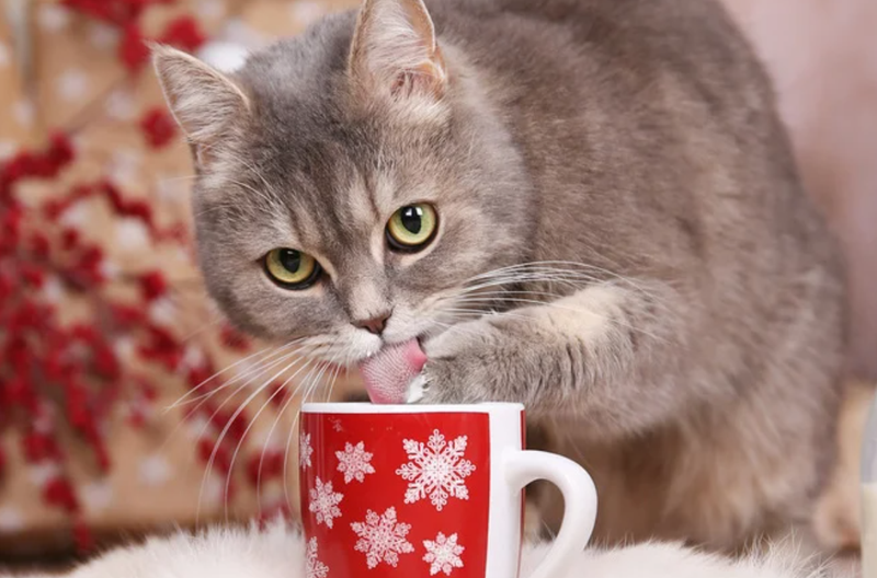 Paw-some Kerstcocktails: mocktails voor jouw hond of kat