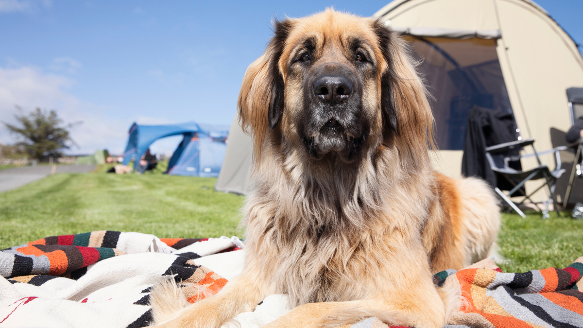 Leonberger grote hond op de camping
