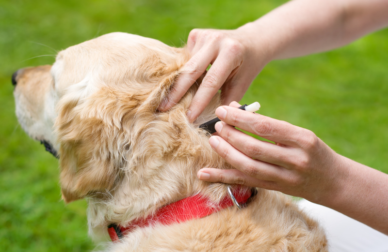 teken hond