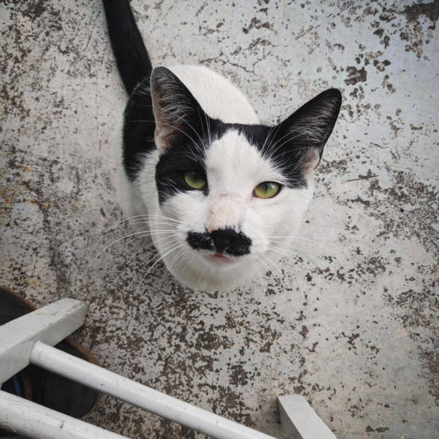 Movember: 10 lustige Fotos von Katzen und Hunden mit Schnurrbart