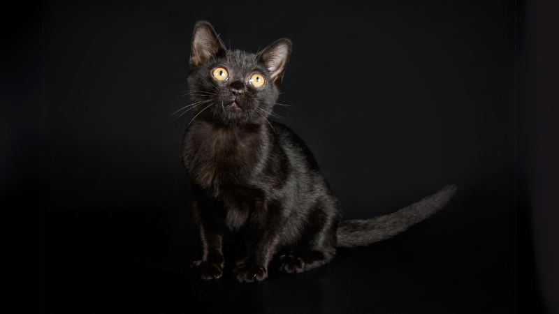Bombay kat met diepzwarte vacht en gouden ogen