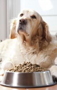 Hond toont weinig eetlust
