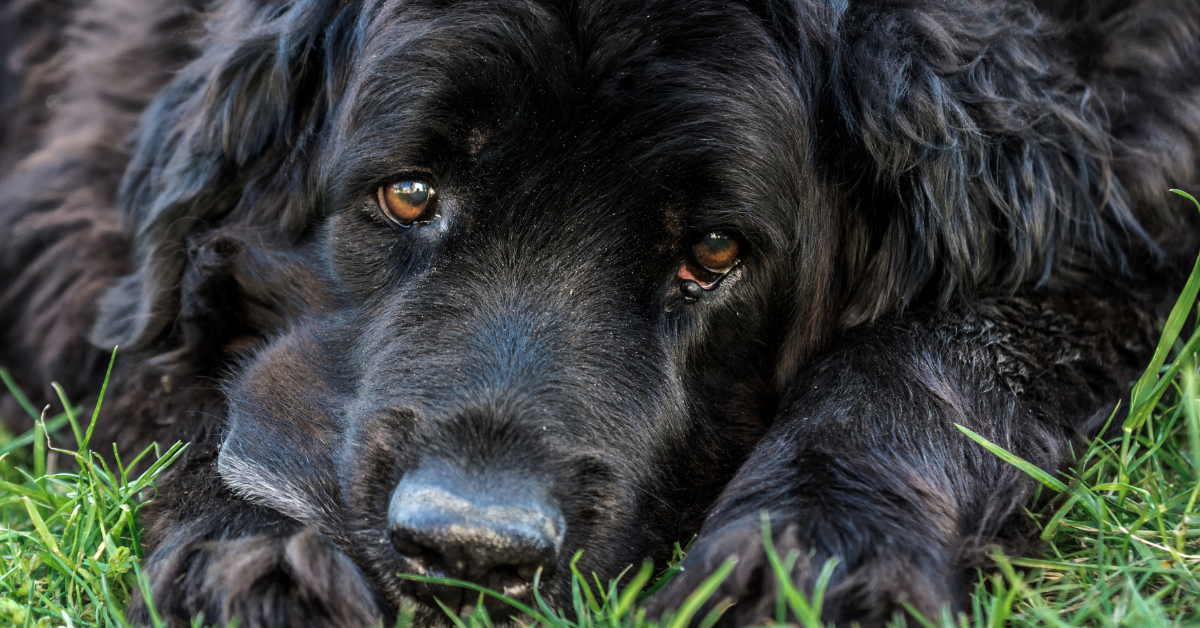 Zwarte hond met glanzende vacht kijkt in de camera