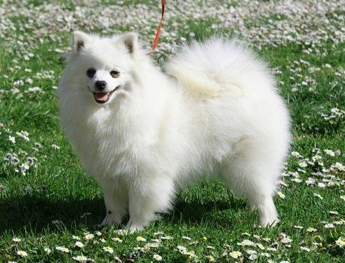 Die Vielfalt der Spitz-Familie: Von Großspitz bis Volpino Italiano