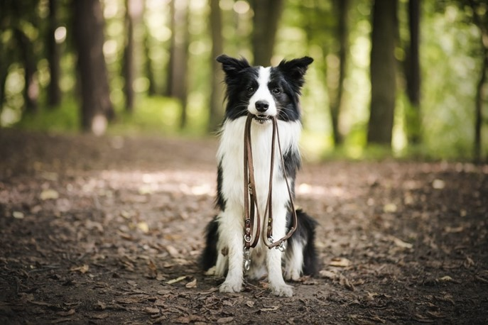 Voorjaarswandeling met hond in het park