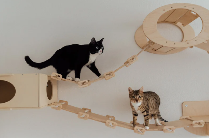 Kat zit op wandplank en kijkt uit over kamer