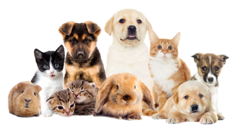 De geschiedenis van Dierendag: wat vieren we op 4 oktober en waarom?