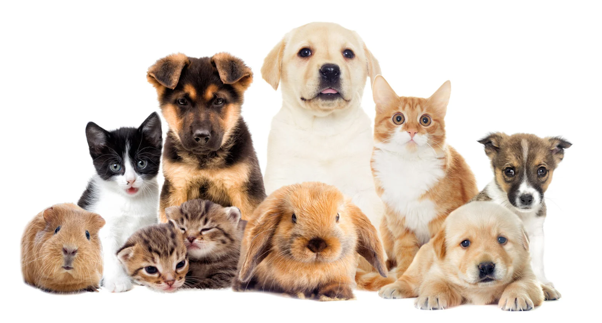 De geschiedenis van Dierendag: wat vieren we op 4 oktober en waarom?