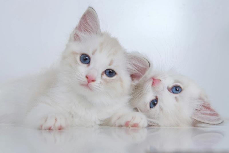 twee schattige ragdoll kittens voor een witte achtergrond