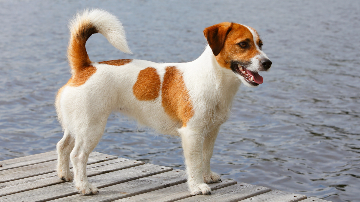 Jack Russell met bruine en zwarte vlekken