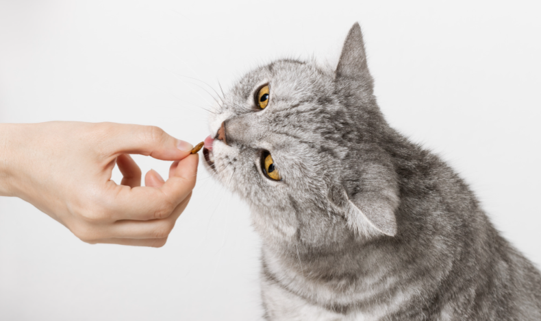 Hond geniet van snack tijdens oppasverblijf