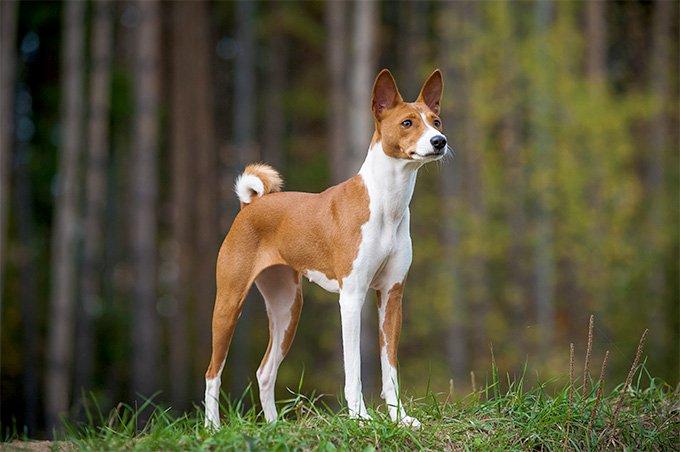 Basenji hond uit Afrika