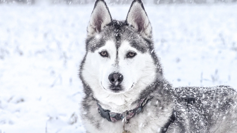 Husky im Schnee