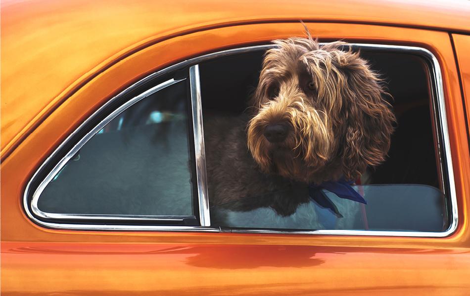 Hond in auto op reis