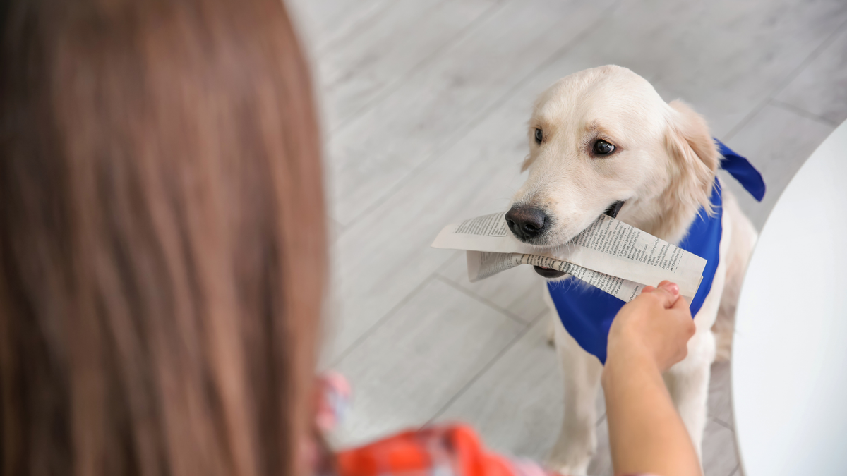 assistentiehond helpt object oprapen