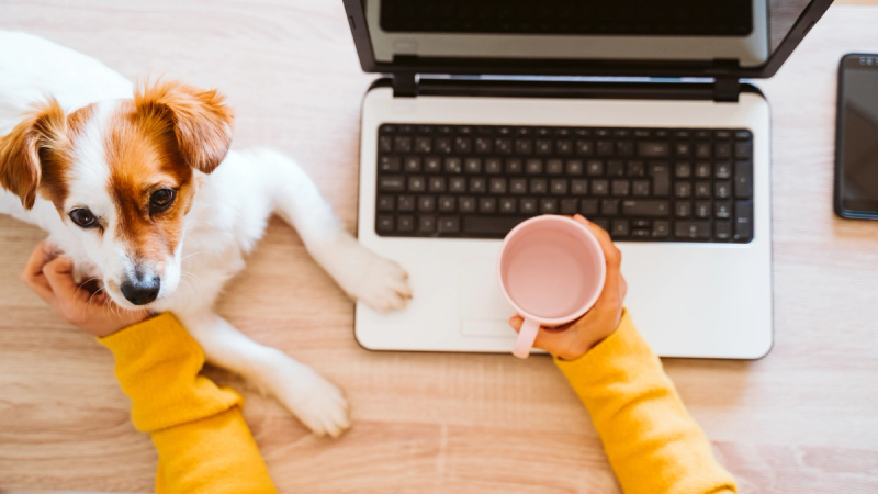 Op honden passen tijdens het thuiswerken: voor wie is dit model geschikt?