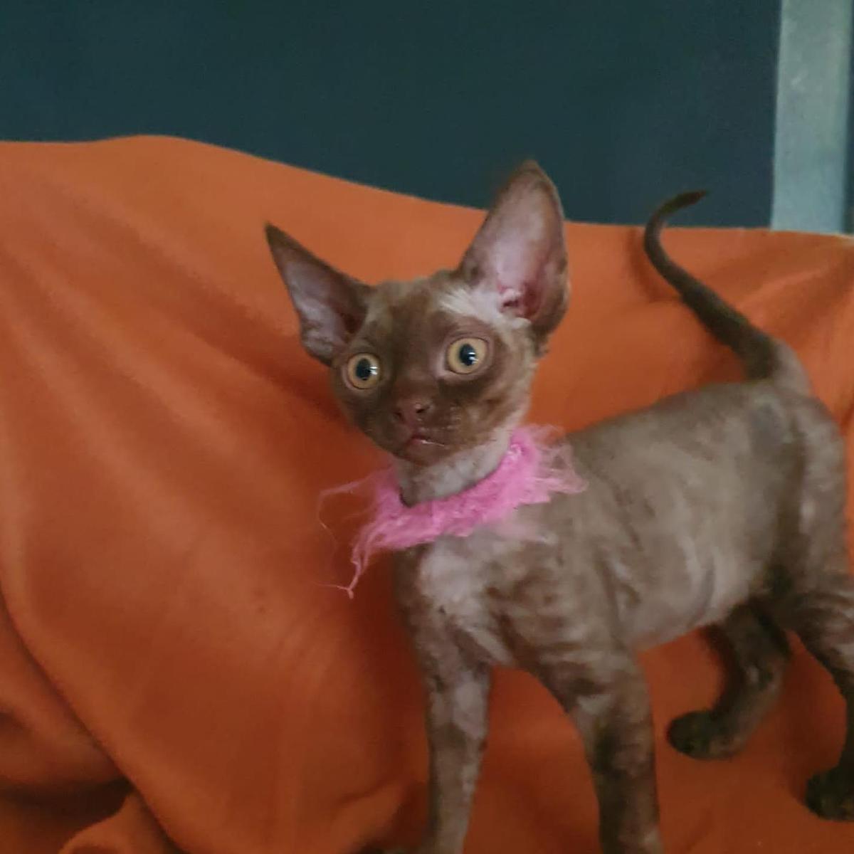 10 Katzenrassen, die selbst Hundefans verzaubern können