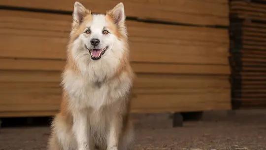 Isländischer Schäferhund