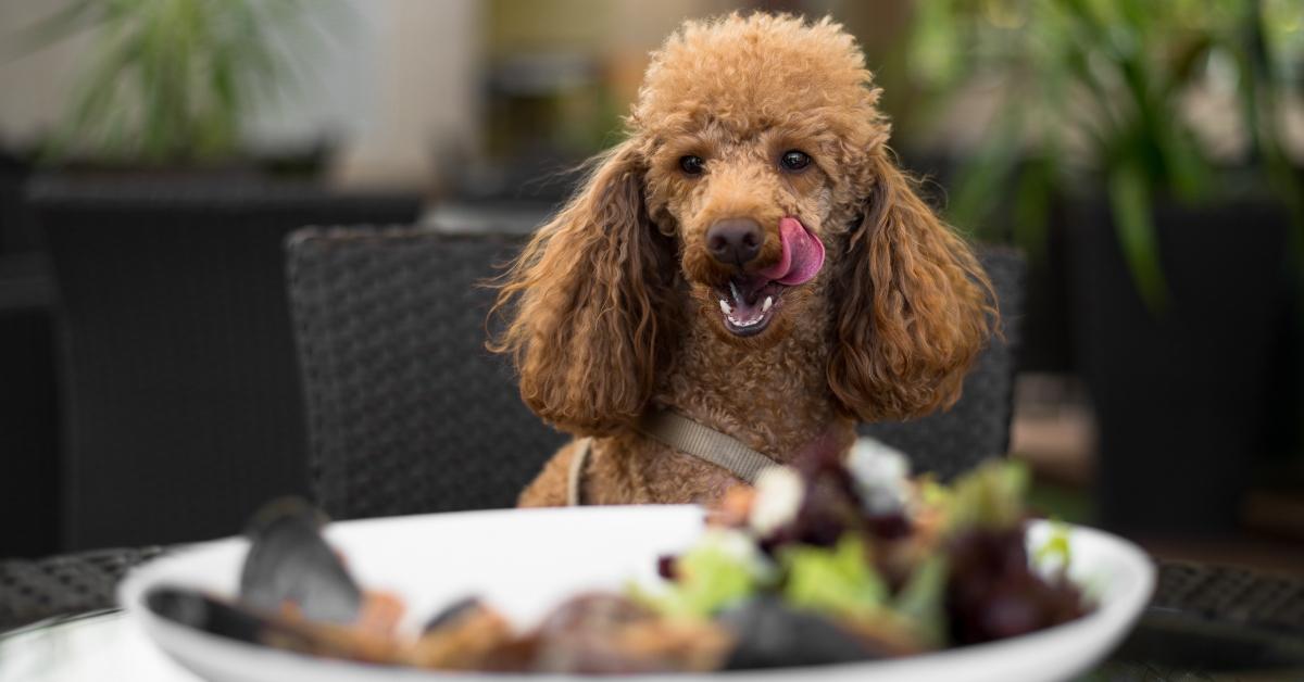 Baasje en hond eten samen