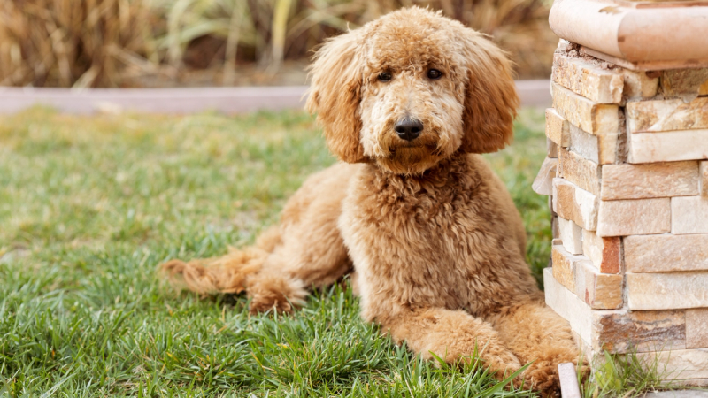 De Goldendoodle: een geliefde kruising en trouwe huisgenoot
