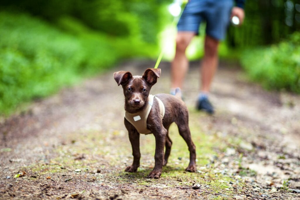 Puppy leert zelfbeheersing