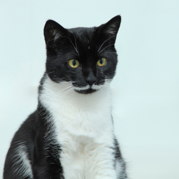 Movember: 10 lustige Fotos von Katzen und Hunden mit Schnurrbart