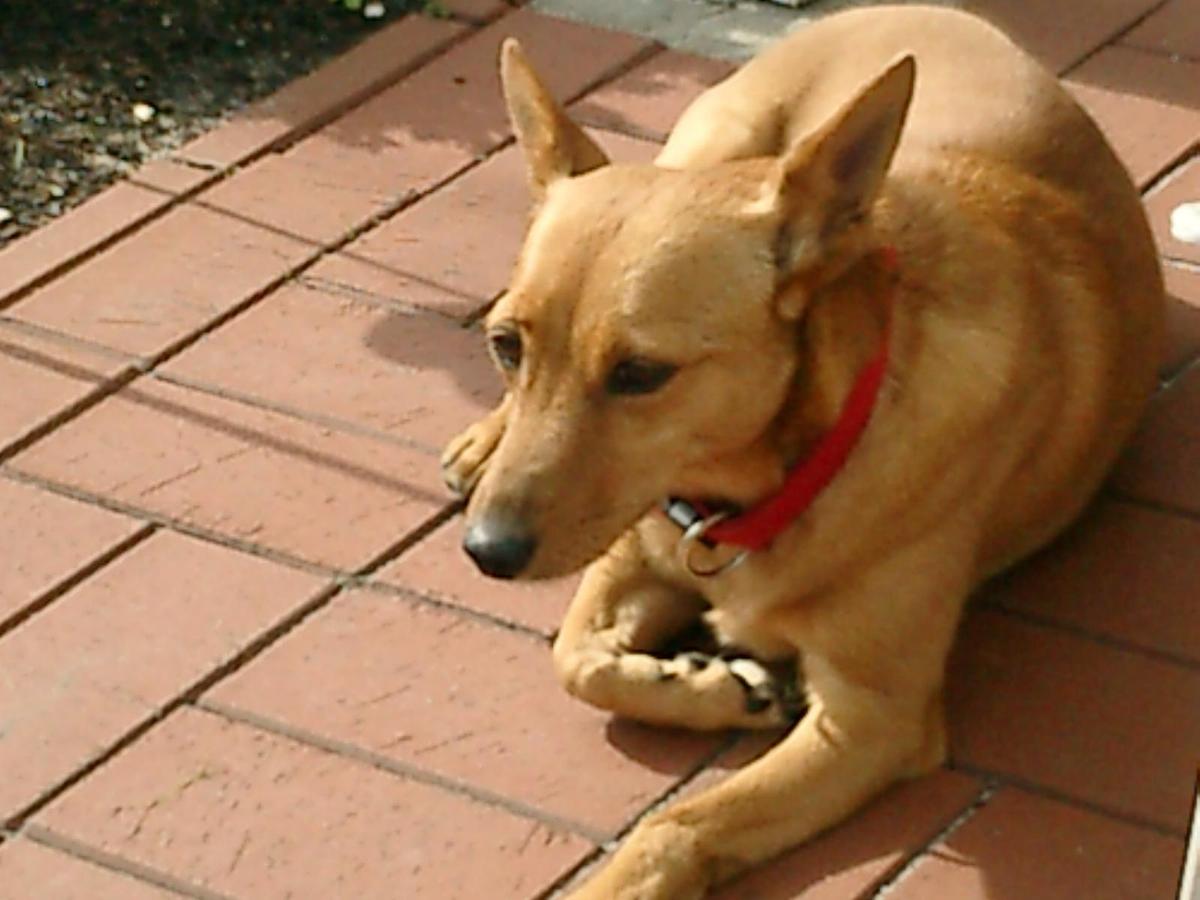 Erinnerung: Unser erster Familienhund aus dem Tierheim